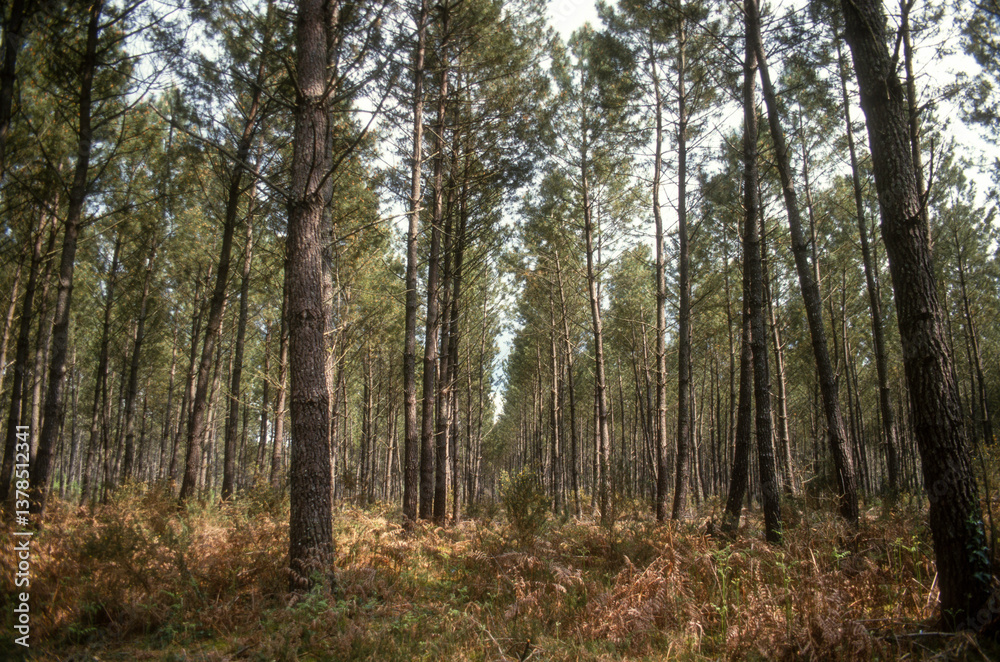Pin maritime, Pin de Bordeaux, Pin des Landes, Pinus pinaster Soland, Foret Landaise, 40, Landes, France Pin maritime, Pin de Bordeaux, Pin des Landes, Pinus pinaster Soland, Foret Landaise, 40, Landes, France