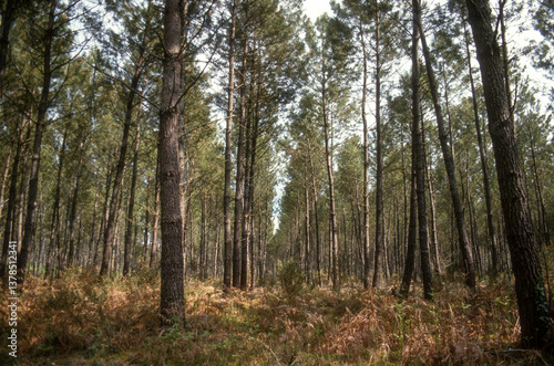 Obraz na płótnie Pin maritime, Pin de Bordeaux, Pin des Landes, Pinus pinaster Soland, Foret Landaise, 40, Landes, France w salonie