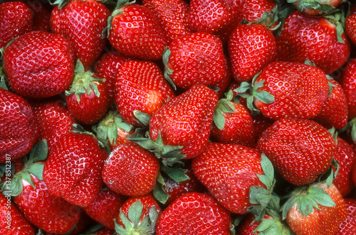 Fototapeta Naklejka Na Ścianę i Meble -  Fraise, fraisier, Fragaria vesca