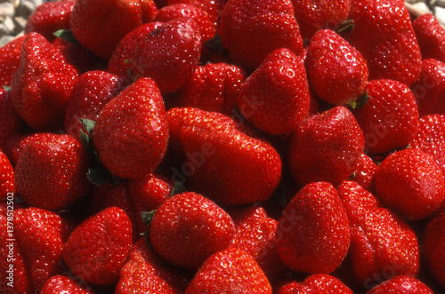 Fototapeta Naklejka Na Ścianę i Meble -  Fraise, fraisier, Fragaria vesca