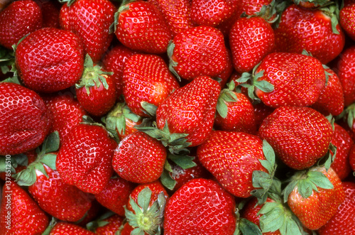 Fototapeta Naklejka Na Ścianę i Meble -  Fraise, fraisier, Fragaria vesca