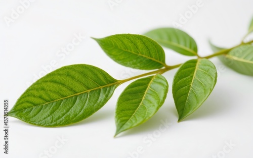 Vibrant green leaves with intricate textures on a white background, showcasing natural beauty