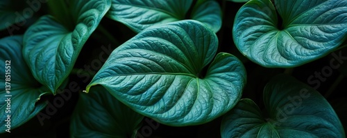 Abstract nature background with rich green Spathiphyllum cannifolium leaves. Tropical flora with heart-shaped leaves, deep green tones creating contrast with dark backdrop. Ideal for eco-conscious,