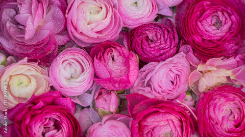 background with close up of pink ranunculus flowers with water drops on petals