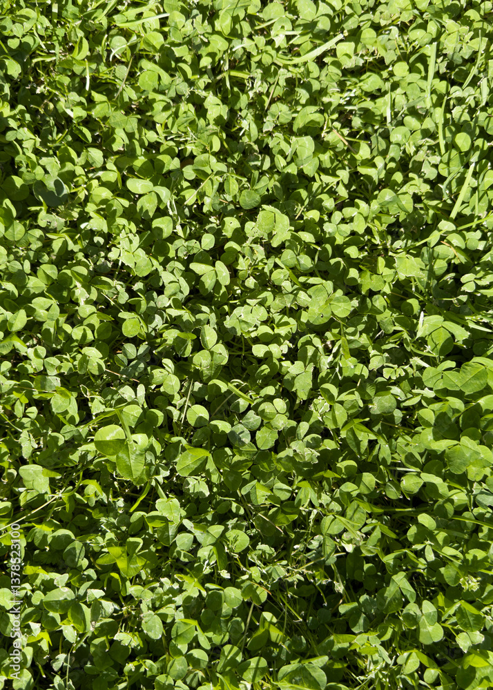 Photographic documentation of a lush green lawn after a fresh cut. Photographic documentation of a lush green lawn after a fresh cut.