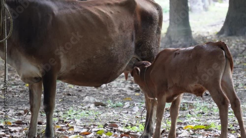 A brown cow standing on a ground covered with fallen leaves, with a younger calf nursing from it