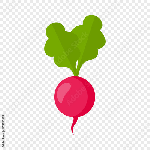 Radish isolated on transparent background. Fresh natural organic radish
