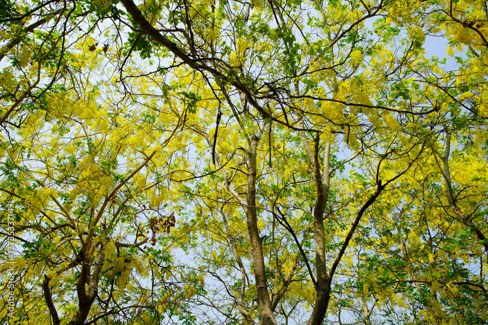Lush Canopy of Yellow Blossoms Illuminated by Gentle Sunlight Lush Canopy of Yellow Blossoms Illuminated by Gentle Sunlight