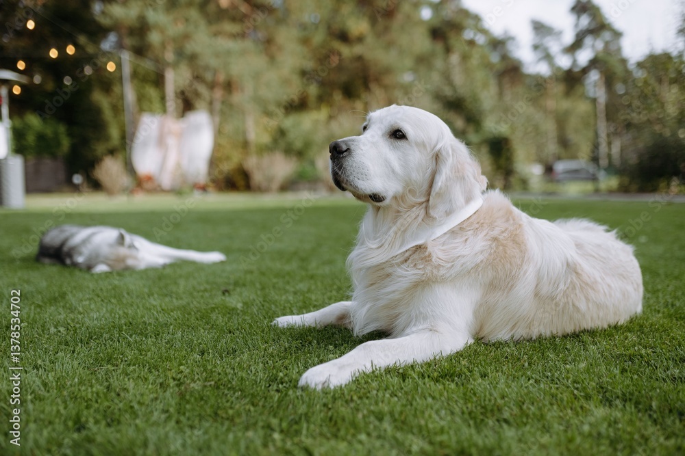 Golden Retriever Relaxing in Lush Green Garden with Another Dog Golden Retriever Relaxing in Lush Green Garden with Another Dog