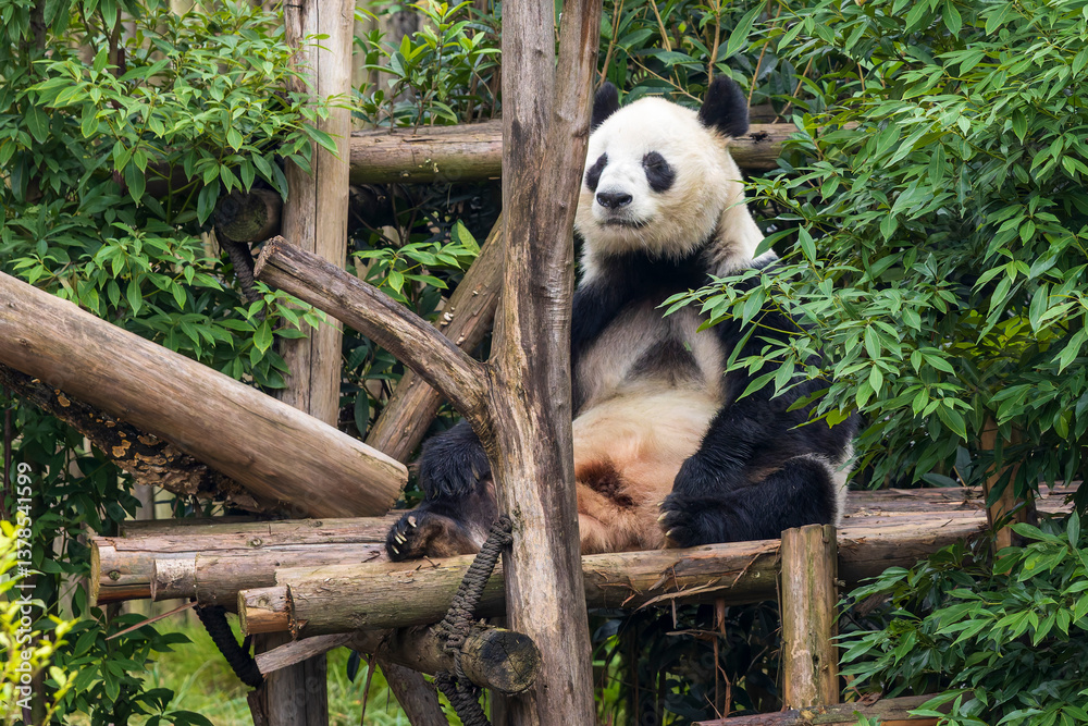 Fototapeta premium Chengdu, Sichuan, China. 10-28-2024. Panda in the panda conservation center in Chengdu, China.