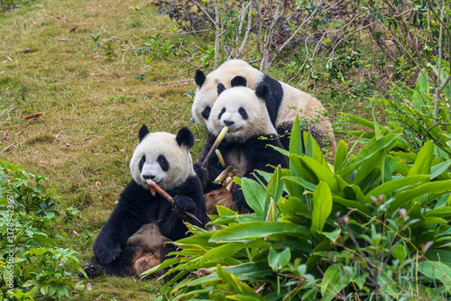 Chengdu, Sichuan, China. 10-28-2024.  Panda in the panda conservation center  in Chengdu, China.