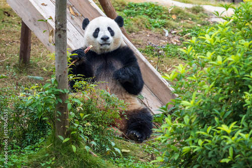 Chengdu, Sichuan, China. 10-28-2024.  Panda in the panda conservation center  in Chengdu, China.
