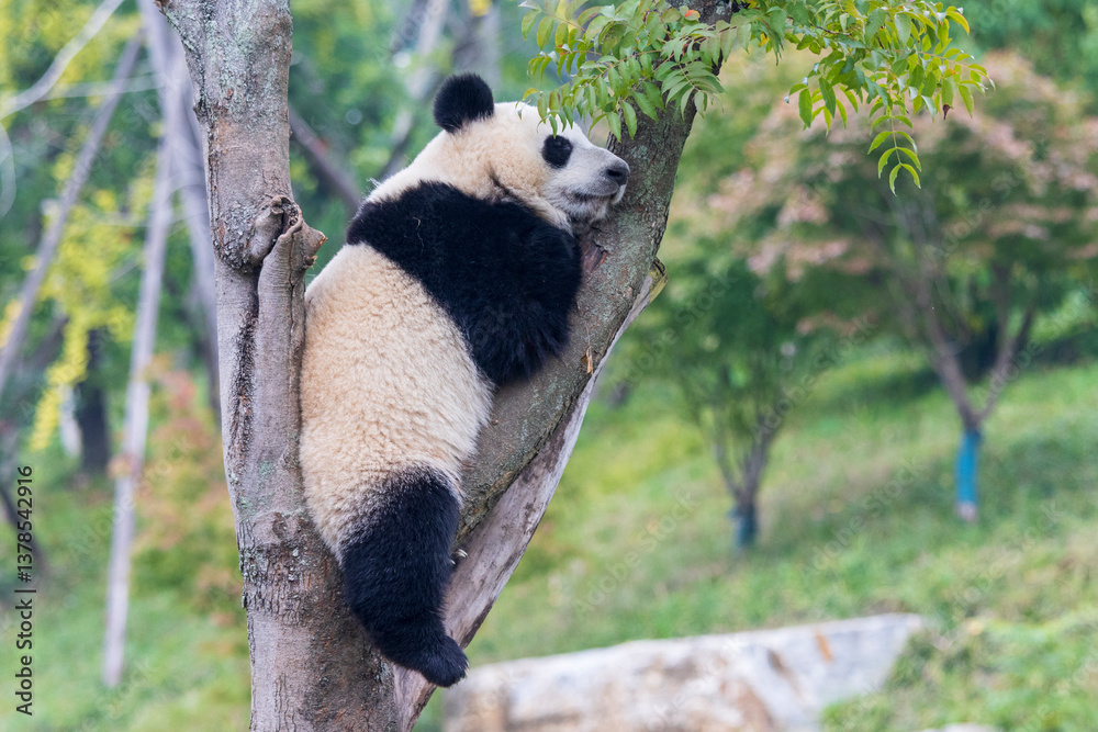 Fototapeta premium Chengdu, Sichuan, China. 10-28-2024. Panda in the panda conservation center in Chengdu, China.