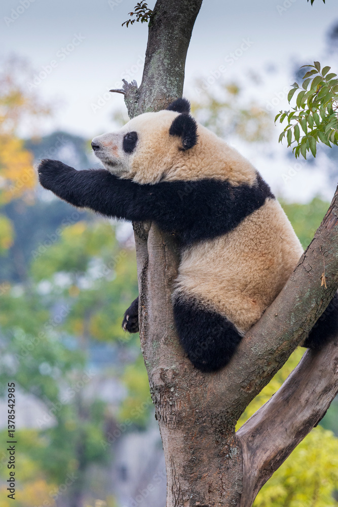 Fototapeta premium Chengdu, Sichuan, China. 10-28-2024. Panda in the panda conservation center in Chengdu, China.