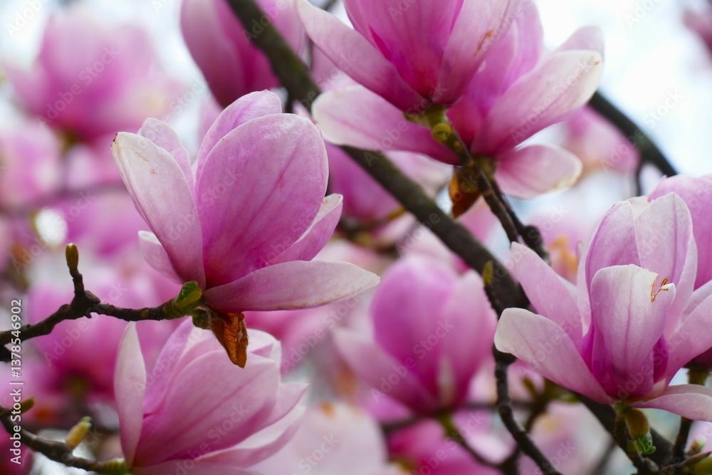 Obraz premium Magnolia branch with pastel flower in full bloom in the spring