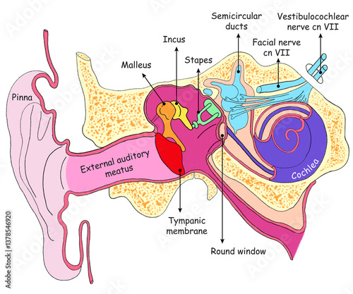 Human Ear Anatomy Diagram Medical Illustration photo