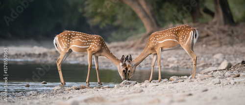 AI generator image of Deer drinking water in a stream near a cabin, stone hut,Forester's Cabin  ,Log cabin by the river in the forest summer