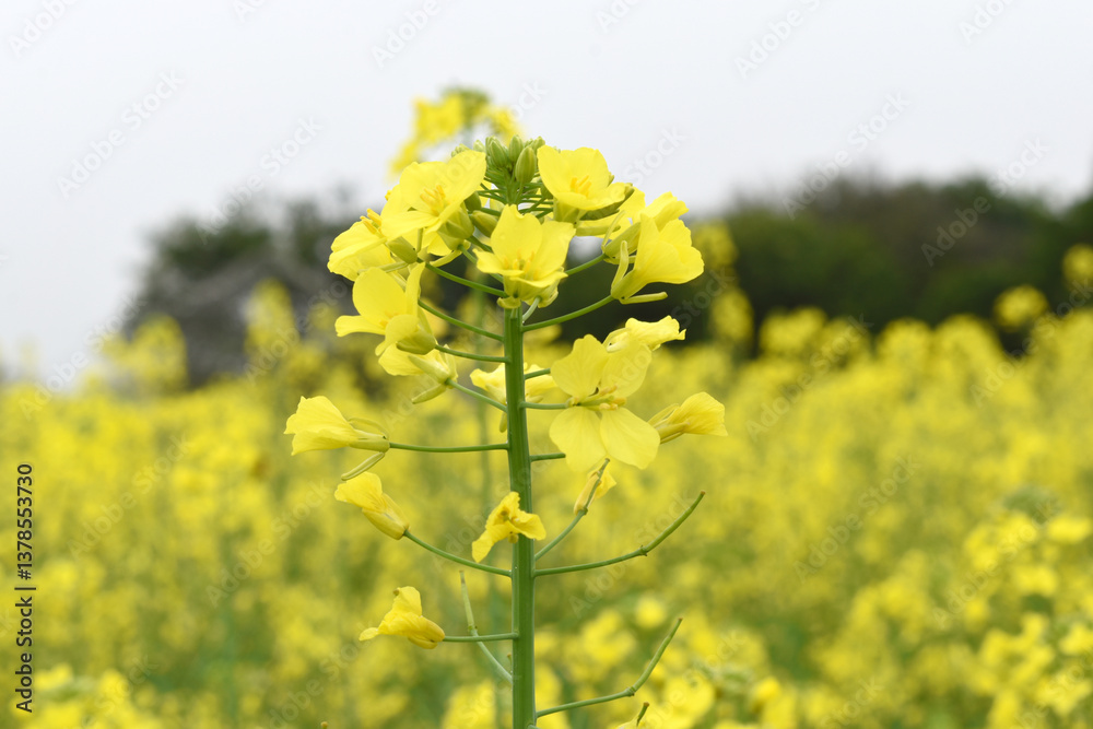 Mustard flower field is full blooming, yellow mustard field landscape industry of agriculture, mustard flowers closeup photo, Oil seed crop cultivation in Pakistan, Full Blooming Yellow Mustard Flower Mustard flower field is full blooming, yellow mustard field landscape industry of agriculture, mustard flowers closeup photo, Oil seed crop cultivation in Pakistan, Full Blooming Yellow Mustard Flower