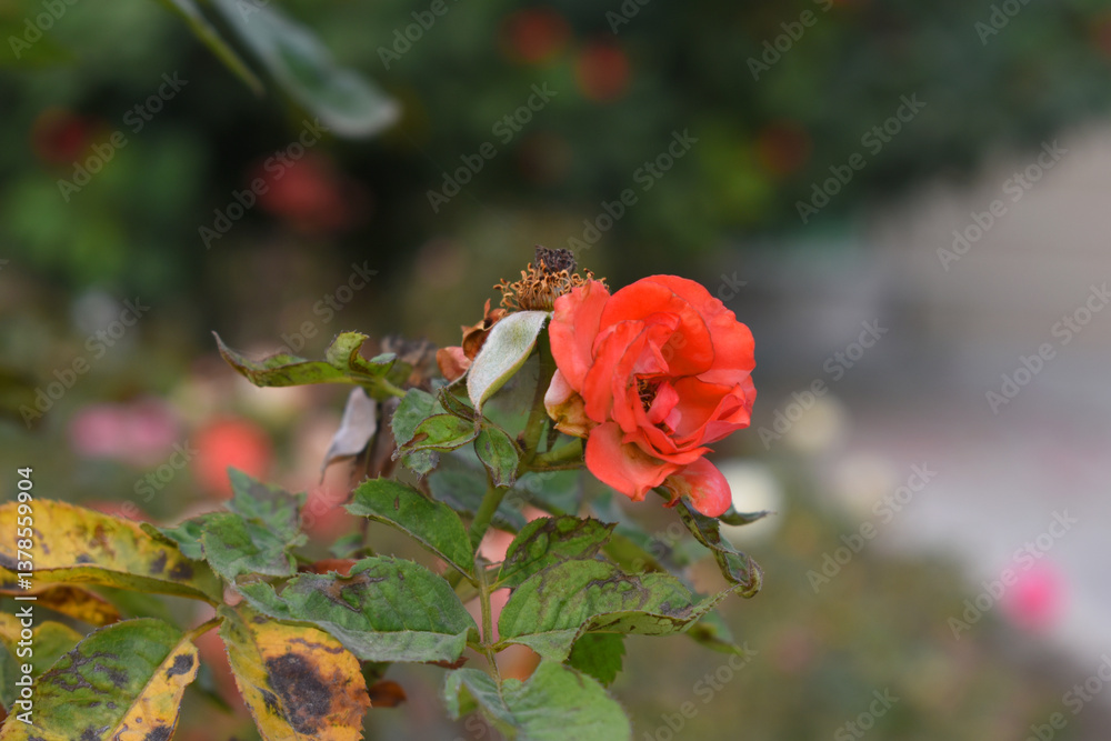 Beautiful red rose flower closeup in garden, A very beautiful red rose flower bloomed on the rose tree, Rose flower closeup, bloom flowers, Natural spring flower, Natural floral background,
