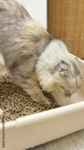Lop-eared kitten goes to the litter box in the bathroom