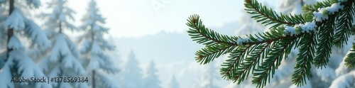 Branches of a cedar tree against a snowy white, cedar, rustic, forest
