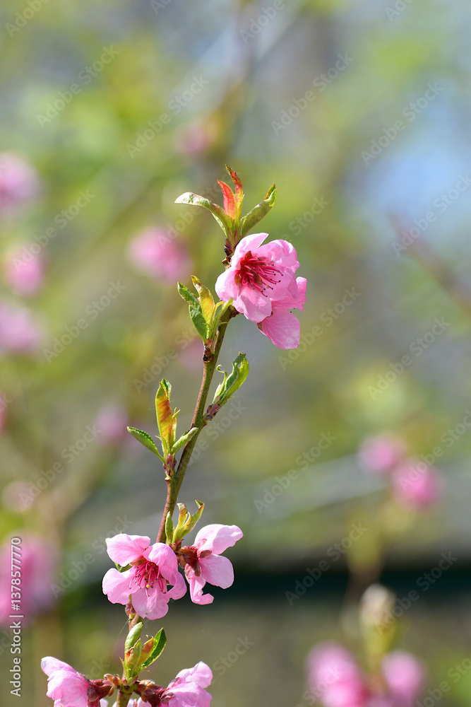 Peach branch with flowers close-up on a blurred background. Peach branch with flowers close-up on a blurred background.