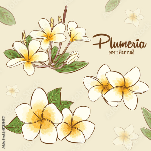 Handdraw vector of Plumeria Flower