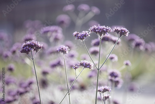 The lovely bright purple flowers of Verbena bonariensis also known as purple top vervain or tall verbena, softly backlit by an evening sun.