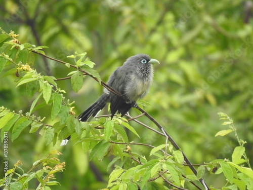 Foto A secretive Blue-faced Malkoha with green-grey plumage and striking blue facial skin patches perches amid thick, leafy green branches