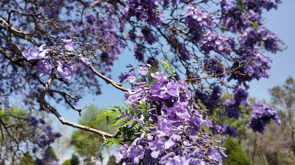 jacaranda A large purple tree with green leaves. The tree is in a park. The sky is blue