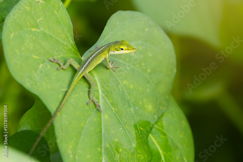 Green Lizard on a Leaf in a Garden