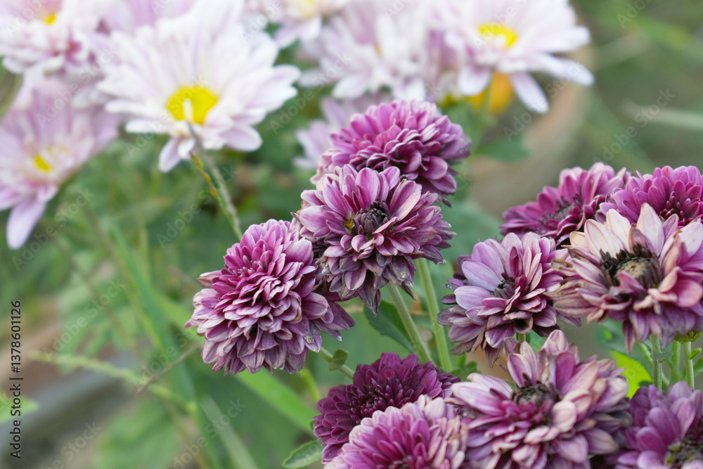 Obraz premium Beautiful Purple chrysanthemum flowers closeup in the winter garden, Closeup of Chrysanthemum flower, Field of the purple Chrysanthemum, Beautiful purple flower blooming in nature.