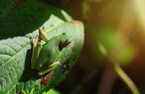 Tree Frog in the Morning Sunlight
