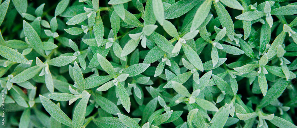 Fototapeta premium The background is made of small green leaves. Natural texture.