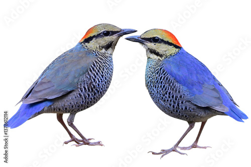 beautiful chubby blue birds with sharp in details, blue pitta isolated on white background, exotic animal of Thailand