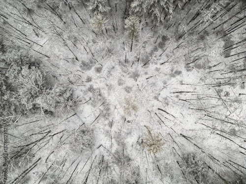 Photos frozen snow covered trees in winter (beautiful forest with distant mountains) cl