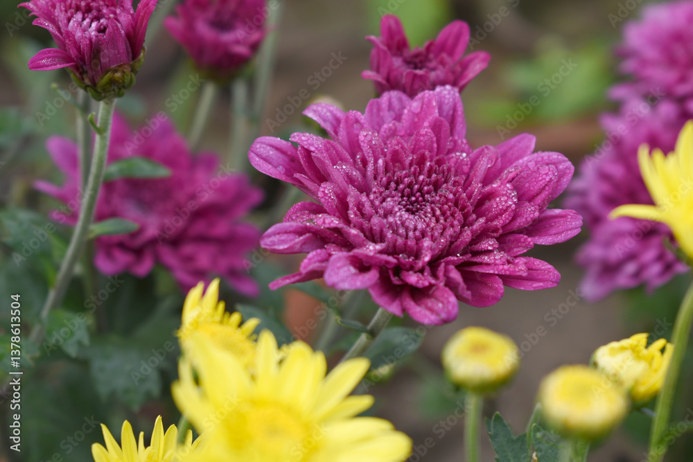 Beautiful Red chrysanthemum flowers closeup in the winter garden, Closeup of Chrysanthemum flower, Field of the Red Chrysanthemum, Beautiful Red flower blooming in nature. Beautiful Red chrysanthemum flowers closeup in the winter garden, Closeup of Chrysanthemum flower, Field of the Red Chrysanthemum, Beautiful Red flower blooming in nature.