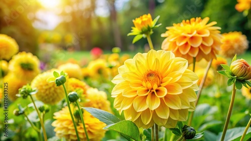 Sunny garden with vibrant yellow dalia flowers blooming on a green grass surface, plants, nature,  plants, nature