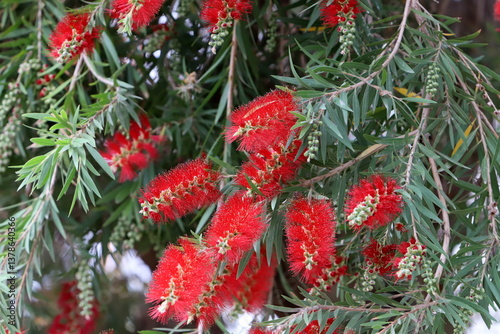 A tall callistemon tree blooms in a city park