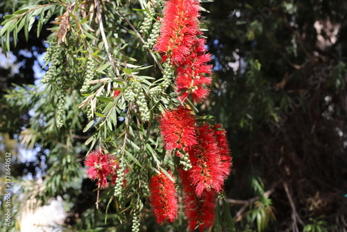 A tall callistemon tree blooms in a city park