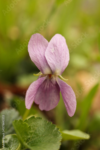 Viola odorata, violet flower in the spring forest. macro