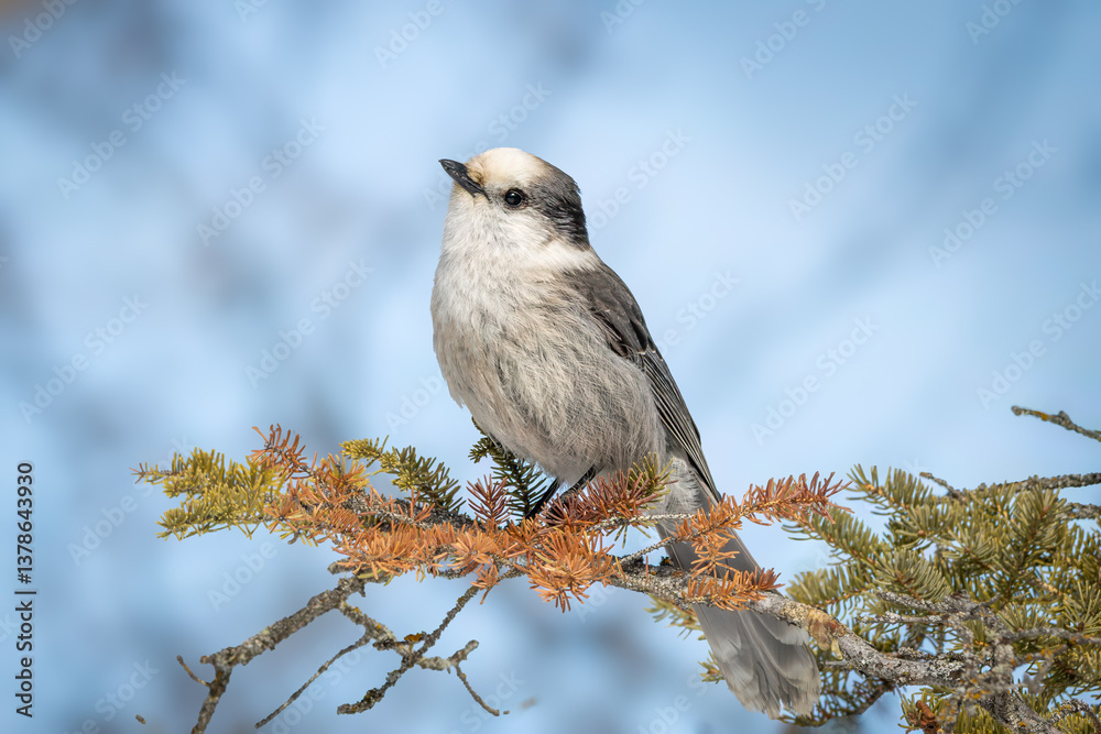 Fototapeta premium Canada jay perched on a spruce branch.