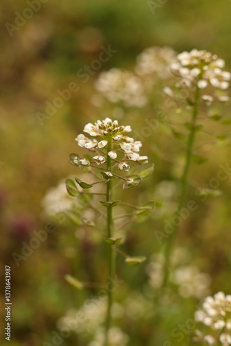 Close up of small white flowers of Capsella bursa-pastoris, known as shepherd's purse on a meadow in spring.