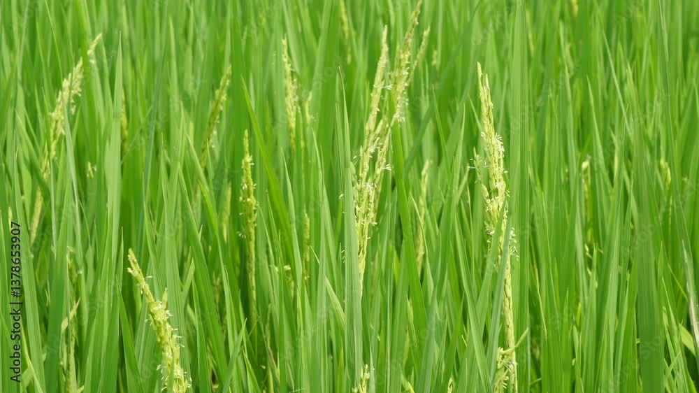 The flowers heads of the rice plants started growing gradually closeup The flowers heads of the rice plants started growing gradually closeup