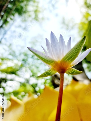 a close-up of a white water lily