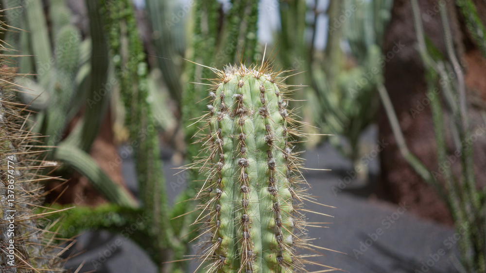 Cactus thriving in daylight within the unique lanzarote cactus garden in the canary islands. Cactus thriving in daylight within the unique lanzarote cactus garden in the canary islands.