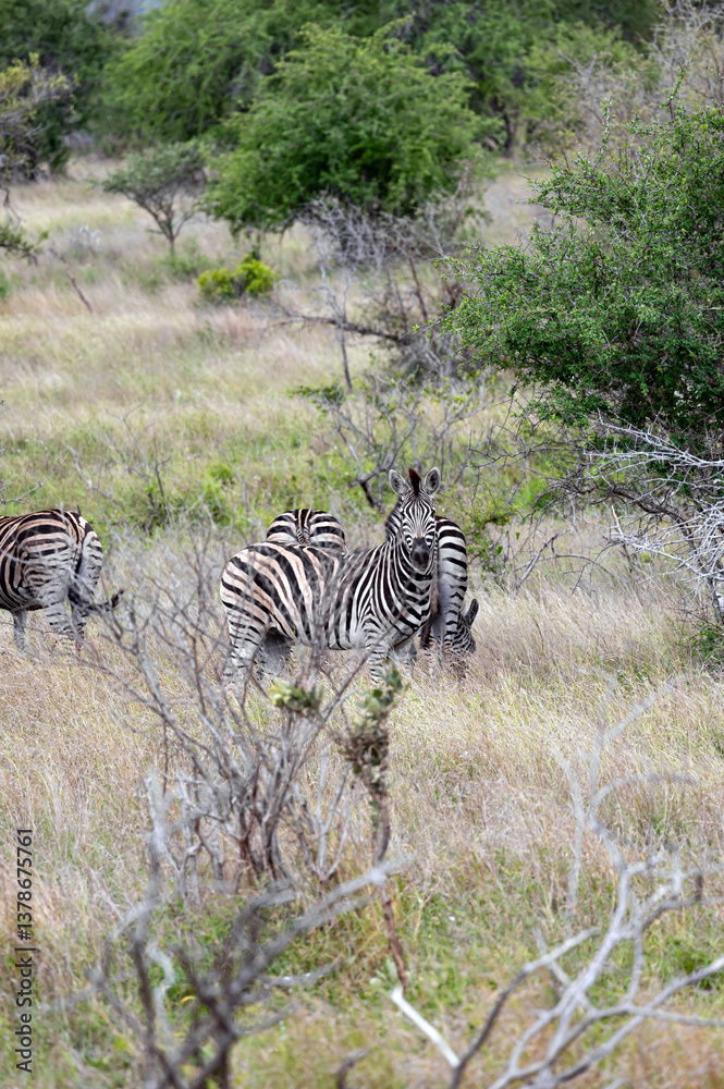 Obraz premium African zebras walks among green trees and bushes in savannah. Safari in Kruger National Park, South Africa. Animals wildlife background, wild nature. Burchells Zebra, Equus burchelli 
