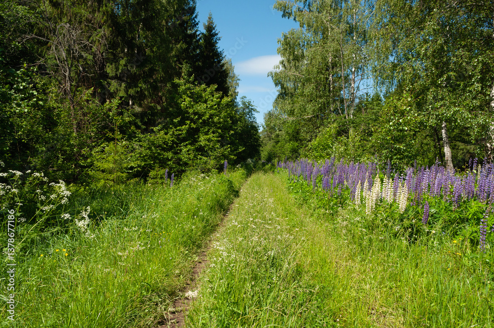 Fototapeta premium Clearing in forest, dirt road between the birch trees, blooming lupines along the road, sunny day