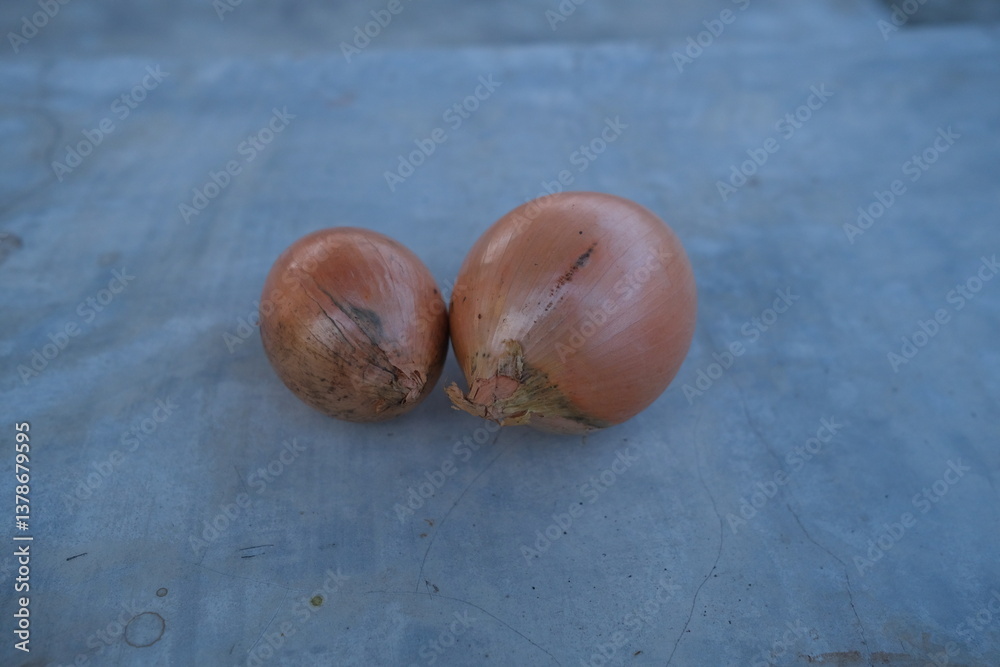 Obraz premium photo of fresh shallots from the garden