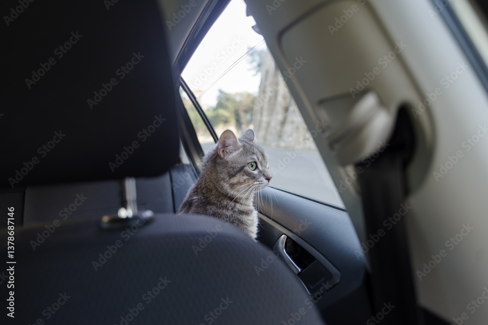 A beautiful gray striped adult cat is sitting on the passenger seat of the car looking at the road from the window